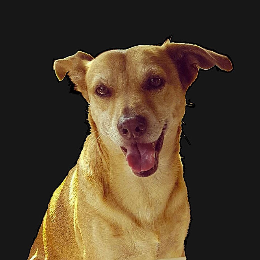 Gli animali sono i benvenuti sulle auto di easy transfer, noleggio auto con conducente Torino